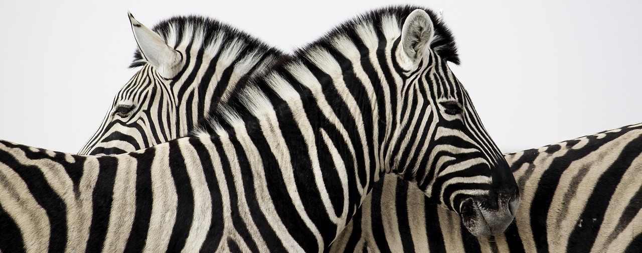 Zwei verbundene Zebras - ein Bild für Vertrauen und Kontakt